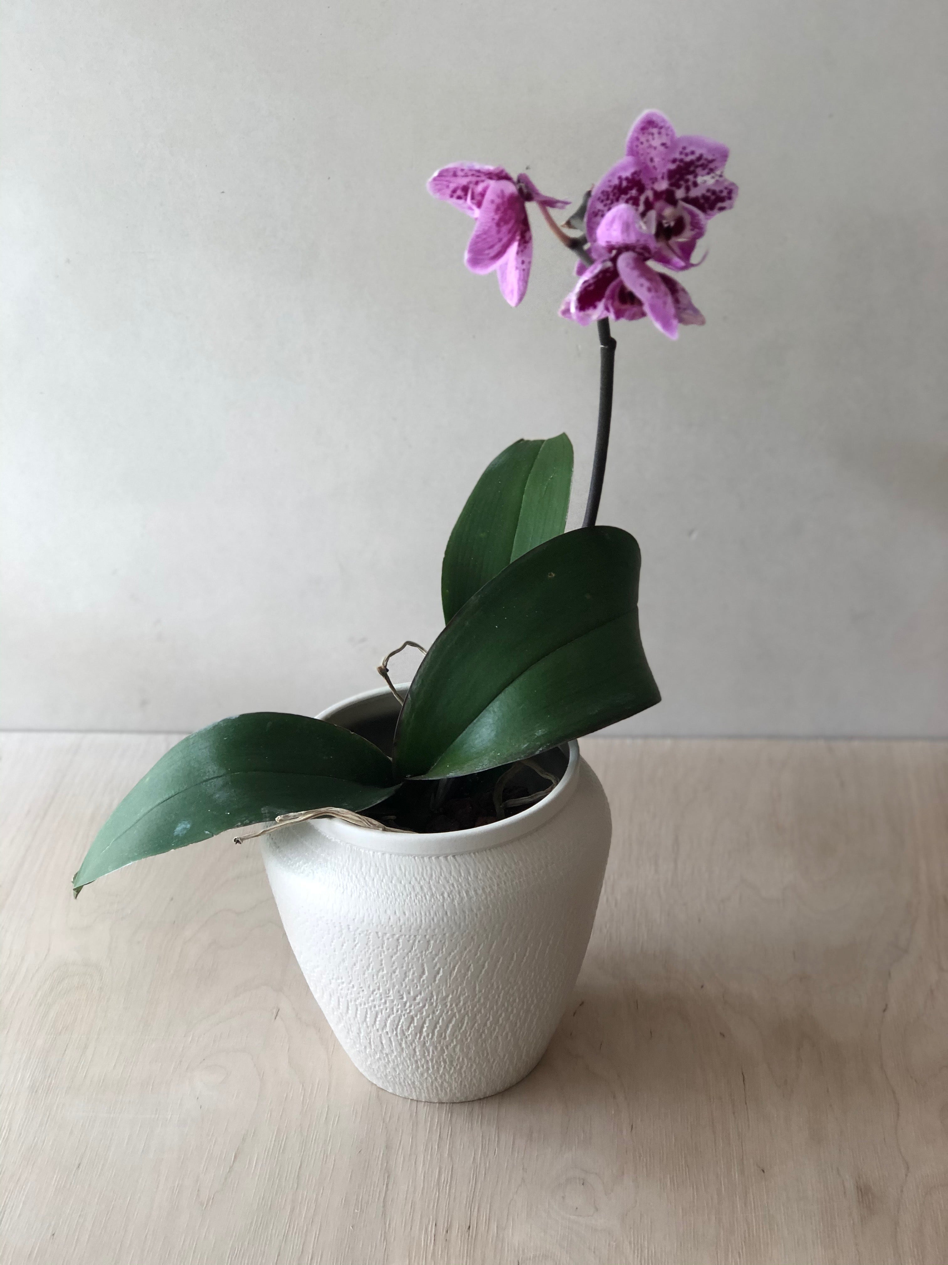 Small white vase with chattering decoration